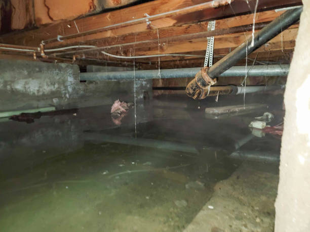 Best Basement water damage restoration  in Paintsville, KY