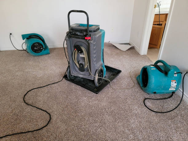 Best Mold removal after water damage  in Paintsville, KY