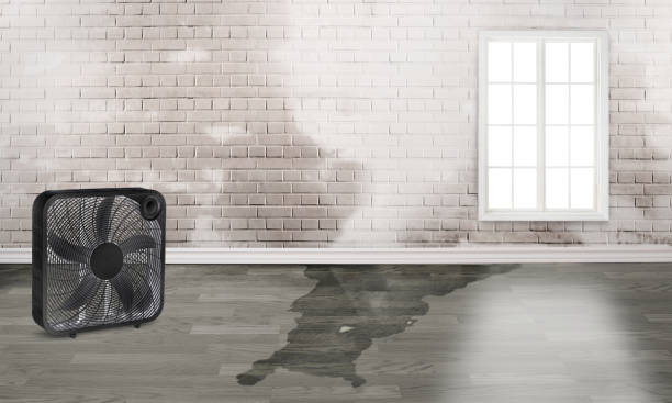Best Local water damage restoration  in Paintsville, KY
